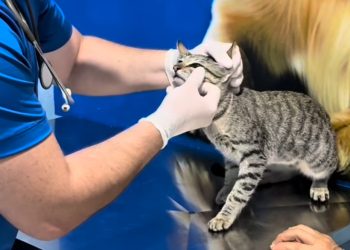 Projeto pioneiro da primeira-dama Patrícia Vargas ganha apoio da Prefeitura e amplia atendimento veterinário a animais de rua em Cidelândia